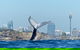 Small-Group Luxury Sydney Whale Watching Cruise - thumb 2