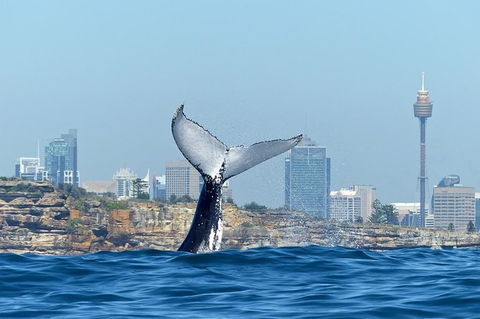 Small-Group Luxury Sydney Whale Watching Cruise - Phillip Island Accommodation 2