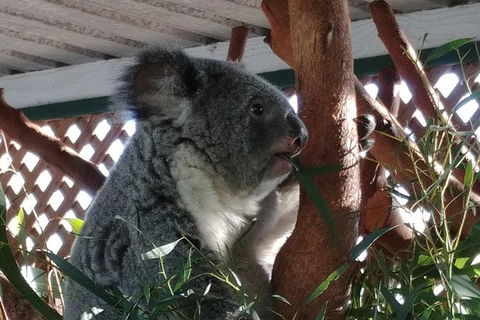 Small-Group Blue Mountains Day Trip From Sydney Including Featherdale Wildlife Park, Wentworth Falls, And Leura Cascades - Phillip Island Accommodation 1