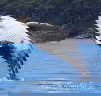 Whale Watching Jervis Bay - Phillip Island Accommodation