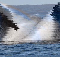 Jervis Bay Whale Watching Tour - Phillip Island Accommodation