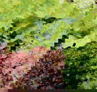 Apple Tree Creek - Phillip Island Accommodation