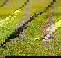 Bordertown Wildlife Park - Phillip Island Accommodation