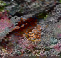 Pelorus and Orpheus Islands - Phillip Island Accommodation