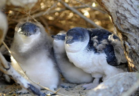 Penguin Island - Phillip Island Accommodation 0