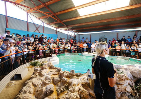 Penguin Island - Phillip Island Accommodation 1