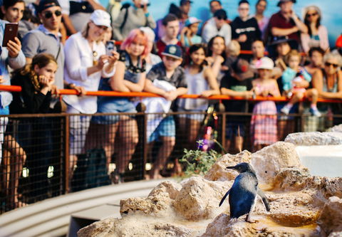 Penguin Island - Phillip Island Accommodation 2