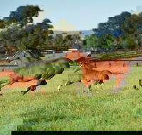 Scone - Phillip Island Accommodation