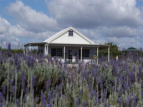 Amandine Lavender - Phillip Island Accommodation 0