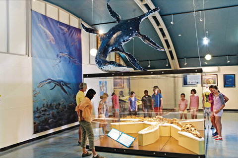 Australian Dinosaur Trail - Phillip Island Accommodation 1