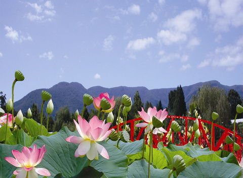 Blue Lotus Water Garden - Phillip Island Accommodation 0