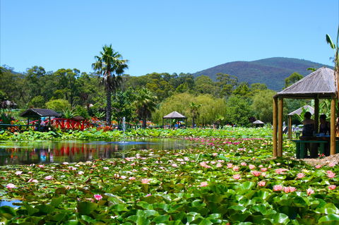 Blue Lotus Water Garden - Phillip Island Accommodation 1