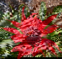 Inverawe Native Gardens - Phillip Island Accommodation