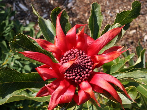 Inverawe Native Gardens - Phillip Island Accommodation 0