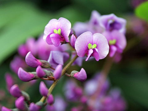 Inverawe Native Gardens - Phillip Island Accommodation 2