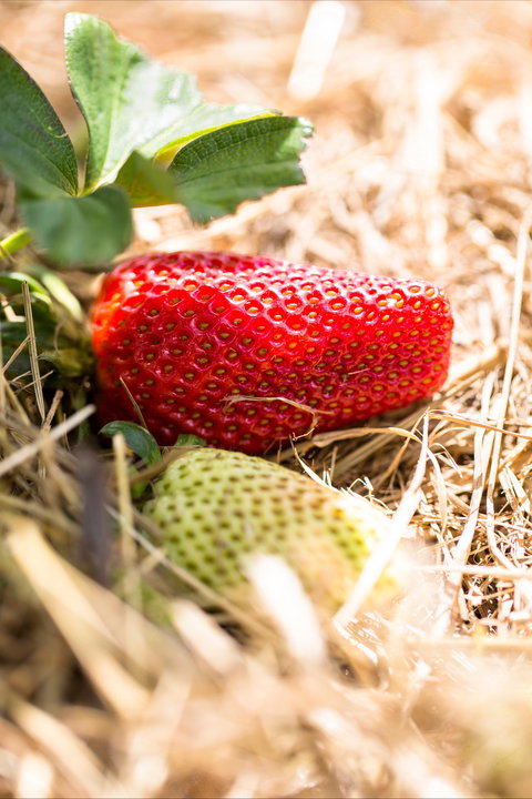 Kate's Berry Farm - Phillip Island Accommodation 2