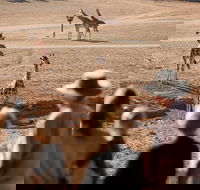 Monarto Safari Park - Phillip Island Accommodation