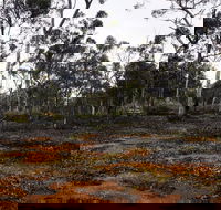 Woylie Walk Dryandra Woodland - Phillip Island Accommodation