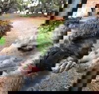 Alpaca Farm Experience at Crookwell - Phillip Island Accommodation