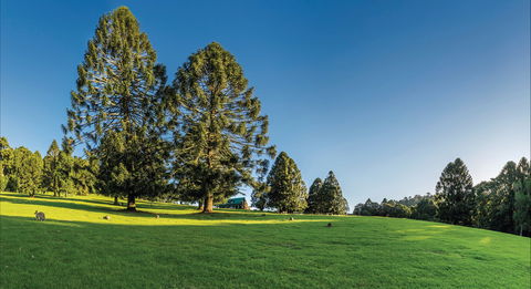 Bunya Mountains National Park - Phillip Island Accommodation 0