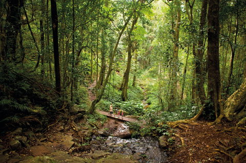 Bunya Mountains National Park - Phillip Island Accommodation 1