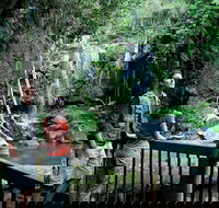 Curtis Falls track Tamborine National Park - Phillip Island Accommodation