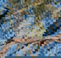 Greenough River Nature Trail - Phillip Island Accommodation