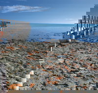 Hamelin Pool Stromatolites - Phillip Island Accommodation