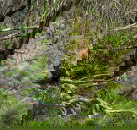 Hopetoun Falls Walking Track - Phillip Island Accommodation