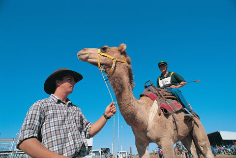 Outback Camel Festival Trail - Phillip Island Accommodation 1