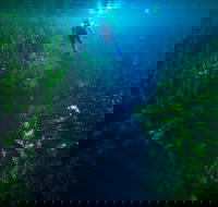 Piccaninnie Ponds Conservation Park - Phillip Island Accommodation