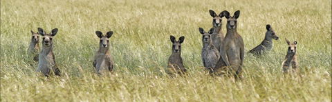Woodlands Historic Park - Phillip Island Accommodation 0