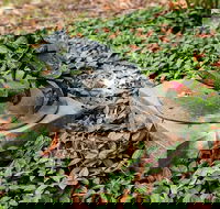 Antony Symons - Retrospective of a Life's Work - Phillip Island Accommodation