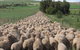 Curringa Farm - Accommodation And Farm Tours - thumb 0