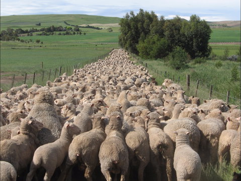 Curringa Farm - Accommodation And Farm Tours - Phillip Island Accommodation 0