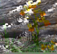 Dawn Atwell Nature Reserve - Phillip Island Accommodation