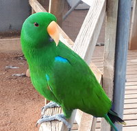 Eyre Reptile  Wildlife Park