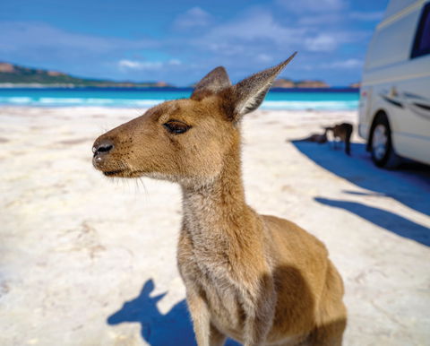 Lucky Bay - Phillip Island Accommodation 0