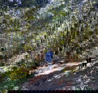 Lyrebird Circuit Walk - Phillip Island Accommodation