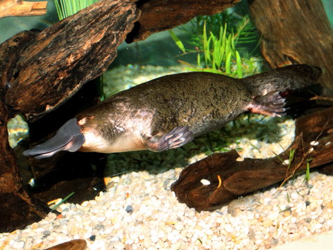 Platypus House - Phillip Island Accommodation 0