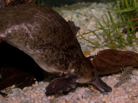 Platypus House - Phillip Island Accommodation 1