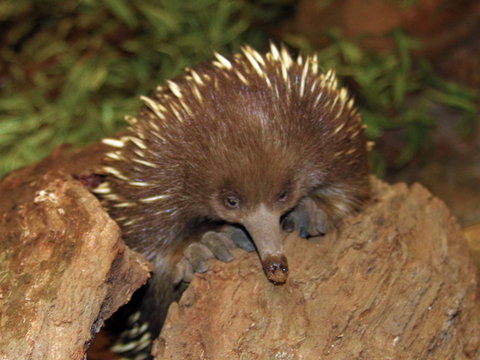 Platypus House - Phillip Island Accommodation 2