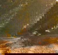 Raysource Road - Phillip Island Accommodation