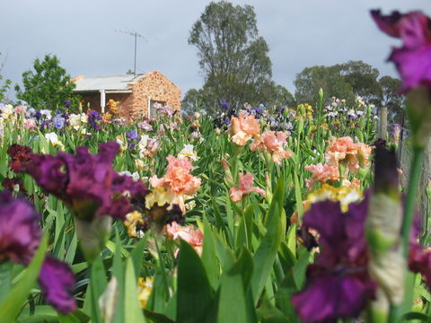 Smokin Heights Iris Display Garden - Phillip Island Accommodation 0