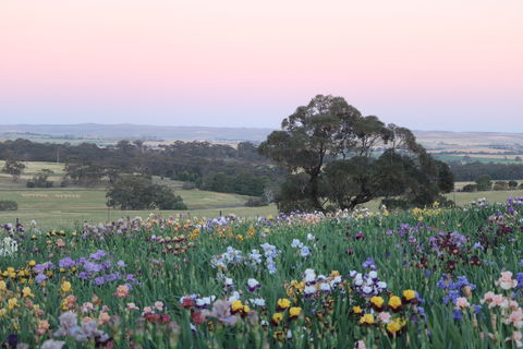 Smokin Heights Iris Display Garden - Phillip Island Accommodation 1