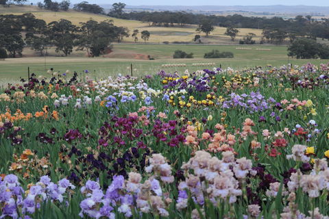 Smokin Heights Iris Display Garden - Phillip Island Accommodation 2