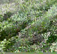 Snowgum Walking Track - Phillip Island Accommodation