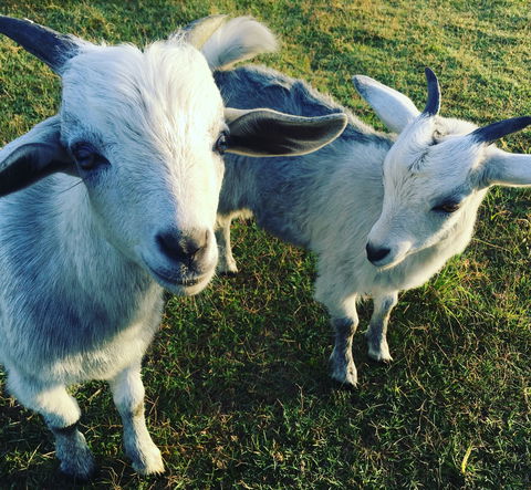 Splitters Farm - Phillip Island Accommodation 0