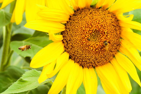 Splitters Farm - Phillip Island Accommodation 1