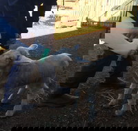 Taralga Wildlife Park - Phillip Island Accommodation